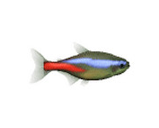 এবারে কালেকশনে থাকা ছোট ছোট ১০ টি সফটওয়্যার, ভাল না লেগে যাবে কই