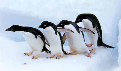 পেঙ্গুইন – জমাট কুমেরুর ছুটন্ত টর্পেডো।