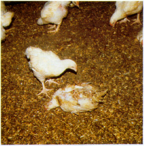 আমরা কি খাচ্ছি? মুরগীতে বিষক্রিয়ার উপাদান থাকার প্রমাণ পেয়েছে বুয়েটের শিক্ষার্থীরা