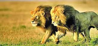 এবার আপনার ফোনে কথা বলবে সিংহ। ভয় পেয়ে যাবেন আপনিও