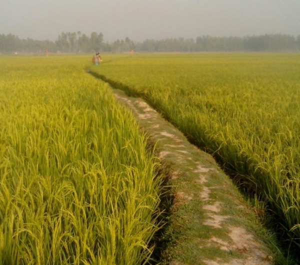 এবার জিপিওয়াপ দিয়ে এন্ড্রয়েড মোবাইলে ফ্রি নেট চালান