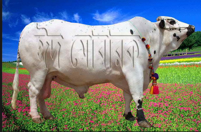 ইদ-উল-আযহা নিয়ে মেগা টিউন, সম্পূর্ণ ইদ কালেকশন (ইদে-উল-আযহা এর সব কিছু এই টিউনে) এই টিউন মিস তো অনেক কিছু মিস!!