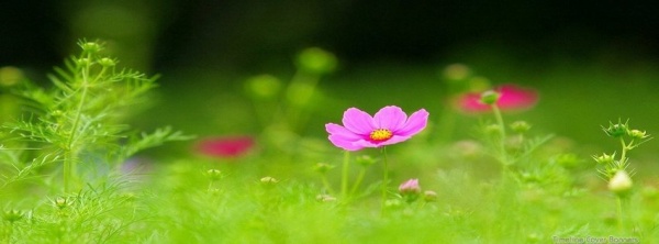 ডাউনলোড করে নিন কিছু অসাধারণ -ফেইসবুক টাইমলাইন কভার ফটো