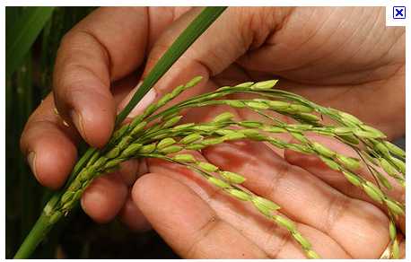 ইরির ৫০ বছরের প্রশ্নভরা ইতিহাস