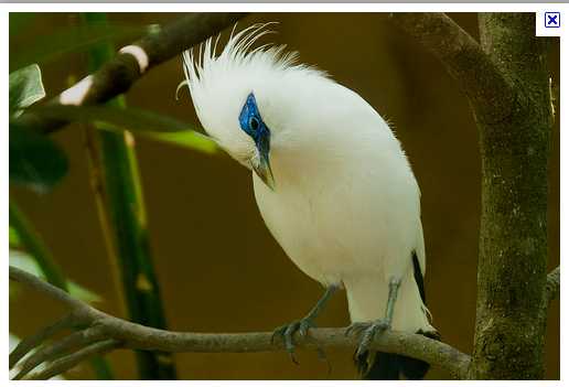 বিলুপ্তির দ্বারপ্রান্ত থেকে ফেরা পাঁচ প্রজাতি