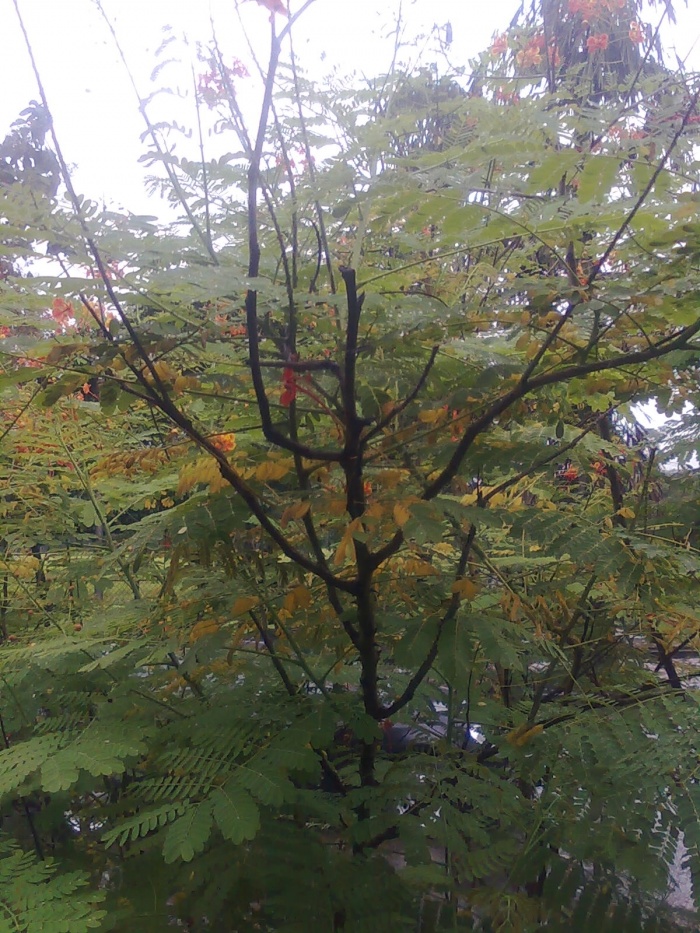 প্রতি ঘন্টায় ঘন্টায় আপনার কম্পিউটার বলবে এখন ২টা বাজে,এখন ৩টা বাজে। তাই এখনি ডাউনলোড করুন bangle voice clock.