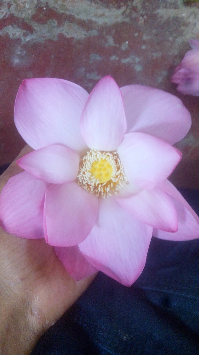 photo editor এর খুব কম mb এর দুটি app.. কিন্তু এর কাজ অসম্ভব।। ডাউনলোড করেই দেখুন।।