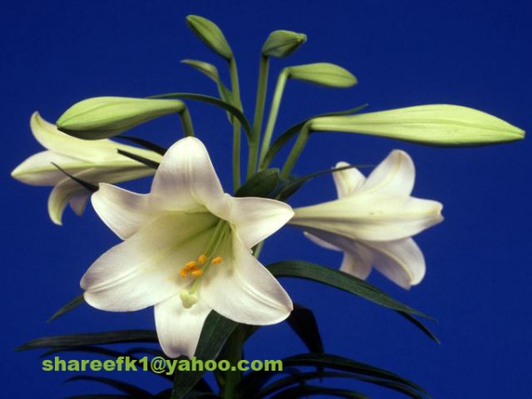 ব্লগস্পট বিষয়ে ব্লগার ভাইয়াদের জরুরি সাহায্য প্রয়োজন । সাড়া দিলে কৃতজ্ঞ থাকবো ।