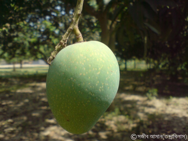 রাজশাহীর ঐতিহ্যবাহী আমের পরিচিতি ও বিবরণ সহ ছবিব্লগ।