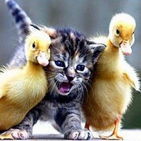 আসুন হার্ডডিস্কে থাকা ডবল ফাইলগুলো খুঁজে বের করি ও জায়গা বাঁচাই? Mega Tune!!!