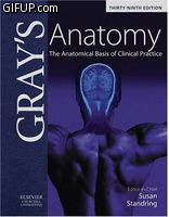 যাই হোক  নিয়ে নিন  সেই বিখ্যাত গ্রে-স  এনাটমি ( GRAYs Anatomy)