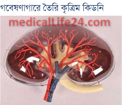 Kidney- গবেষণাগারে তৈরি কৃত্রিম কিডনি –
