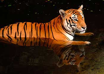 royal-bengal-tiger-sunderbans