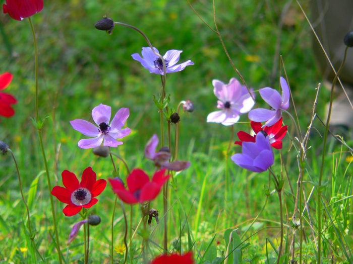 Bangla Translator Need