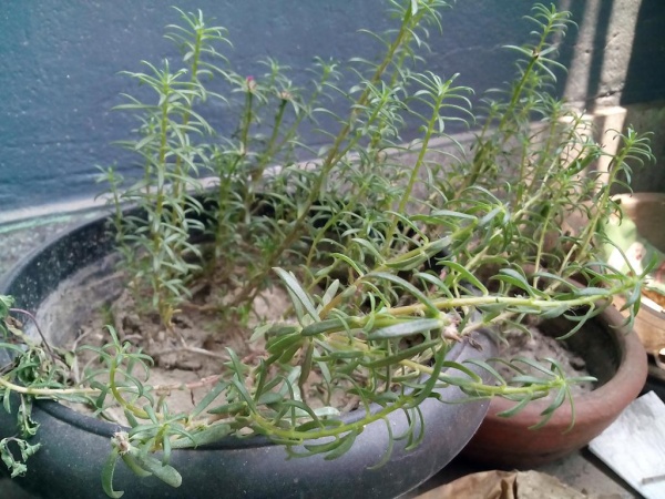 ম্যাক্রো