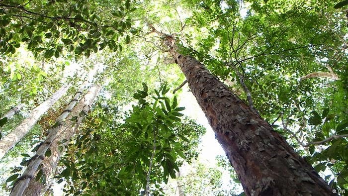 যে গাছের নামে একটি দেশের নামকরন করা হয়েছে।