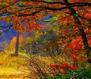 আপনার এন্ড্রয়েড ফোনের জন্য নিয়ে নিন কয়েকটা প্রো এডিটিং অ্যাপস একদম ফ্রী!