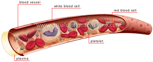 কুরআনে প্রযুক্তি [পর্ব-০১] :: দুধ উৎপাদনের বিস্তারিত