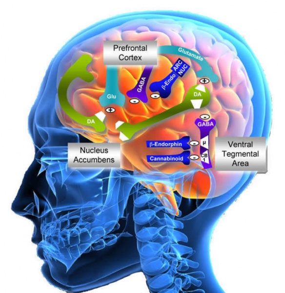 কুর’আনে প্রযুক্তি [পর্ব-২৭] :: আমাদের গতিবিধি নিয়ন্ত্রণ করার জন্য মস্তিষ্কের কোন অংশটুকু দায়ী