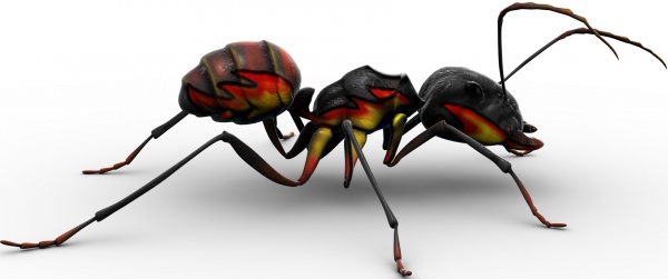 কুর’আনে প্রযুক্তি [পর্ব- ২৯ ]- পিঁপড়ার অত্যাশ্চর্য জীবনপদ্বতি