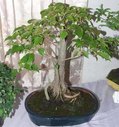 আসুন নিজেই বানাই চমৎকার বনসাই [পর্ব-০১] :: বনসাই পরিচিতি