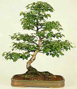 আসুন নিজেই বানাই চমৎকার বনসাই [পর্ব-০২] :: বনসাই এর প্রকারভেদ চমৎকার সব ছবি সহ