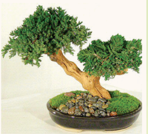 আসুন নিজেই বানাই চমৎকার বনসাই [পর্ব-০৪] :: টব সংগ্রহ ও টবের মাটি তৈরি