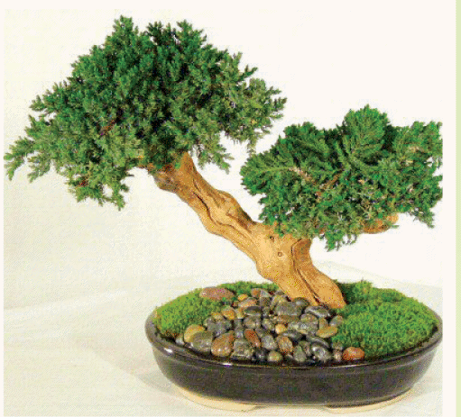 আসুন নিজেই বানাই চমৎকার বনসাই [পর্ব-০৭] :: গ্রাফটিং এর মাধ্যমে বনসাই চারা উৎপাদন।