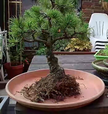 আসুন নিজেই বানাই চমৎকার বনসাই [পর্ব-০৯] :: চারা রোপণ ও বনসাই এর প্রাথমিক পরিচর্যা।