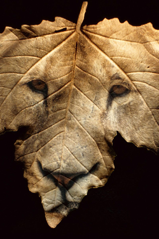 সহজে ও দ্রুত download করুন file sharing site থেকে