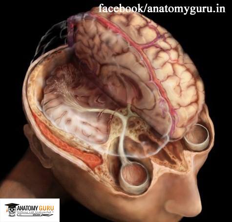 বিদেশে ডাক্তারী পড়ার ভাল এবং খারাপ দিক সমূহ।