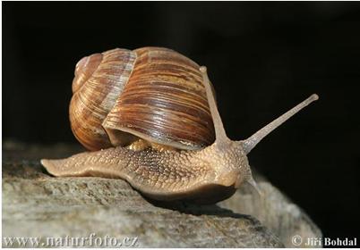 প্রকৃতির বৈচিত্র্য: ডারউইনবাদীদের নাইটমেয়ার-৮