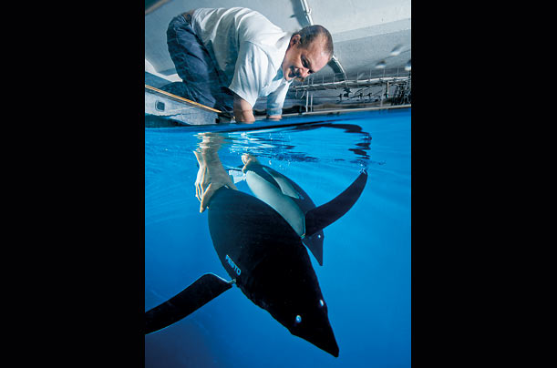 artificial_penguins_03