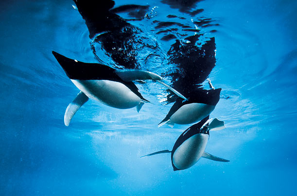 artificial_penguins_04