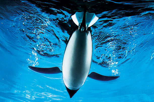 artificial_penguins_07