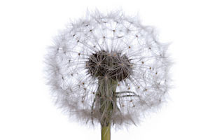 dandelion_rubber