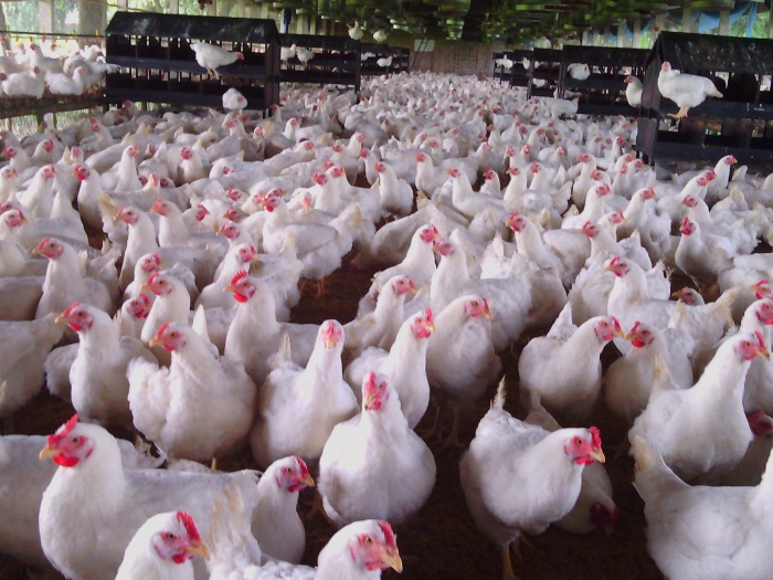 আর নয় বেকারত্ব, পল্ট্রি ফার্ম করুন স্বাবলম্বি হউন পর্ব-১