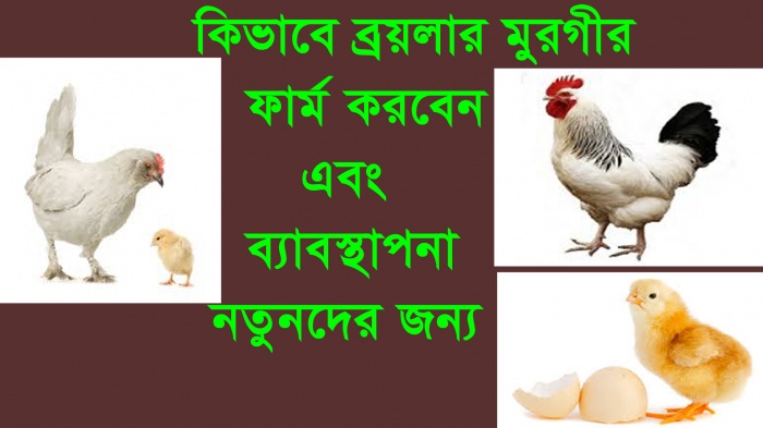 পল্ট্রি ফার্ম করুন স্বাবলম্বি হউন পর্ব-২, Brooding Management (Hot Tune)