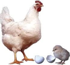 পোল্ট্রি ফার্ম করুন স্বাবলম্বি হউন (বেকারত্ব দুর করুন) পর্ব-৪ চেইন টিউন