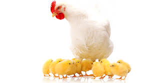 বিজ্ঞানসম্মত পোল্ট্রি পালন করুন (বেকারত্ব দুর করুন), উৎদ্যক্তা হতে চাইলে অবশ্যই টিউনটি আপনার জন্য-পর্ব-৫