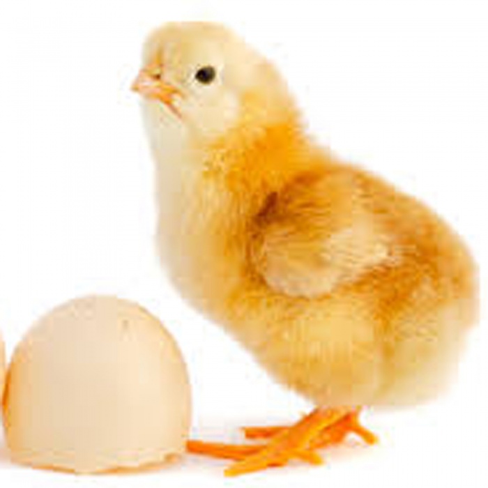 কিভাবে পোল্ট্রি ফার্ম করতে হয় এবং পালন করার পদ্ধতি। ভিডিও টিউটোরিয়াল সহ