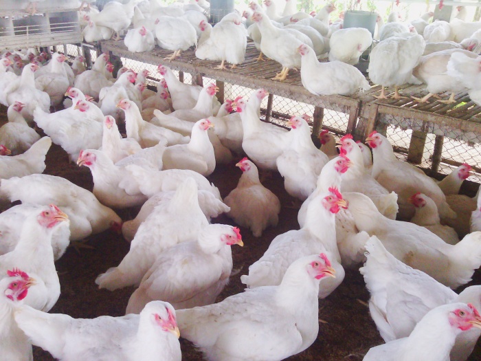 বিজ্ঞানসম্মত পোল্ট্রি পালন করুন (বেকারত্ব দুর করুন), উৎদ্যক্তা হতে চাইলে অবশ্যই টিউনটি আপনার জন্য-পর্ব-৬