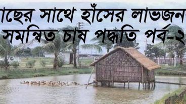 মাছ ও হাঁসের লাভজনক সমন্বিত চাষ পদ্ধতি ! বেকার সমস্যা থেকে সমাধান।
