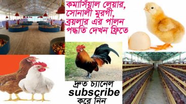 পোল্ট্রি ফার্ম করুন স্বাবলম্বি ও সফল উদ্যোক্তা হউন, বেকারত্ব দুর করুন।