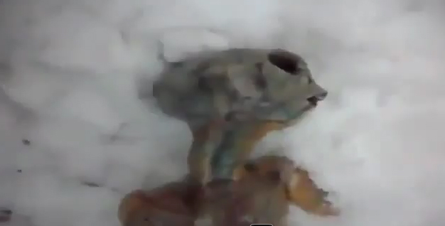 এ্যলিয়েনের (Alien) মৃত দেহ পাওয়া গেল পৃথিবীতে ! Video না দেখলেই মিস………..