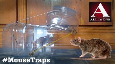 পানির বোতল দিয়ে খুব সহজে তৈরি করুন ইঁদুরের ফাঁদ!