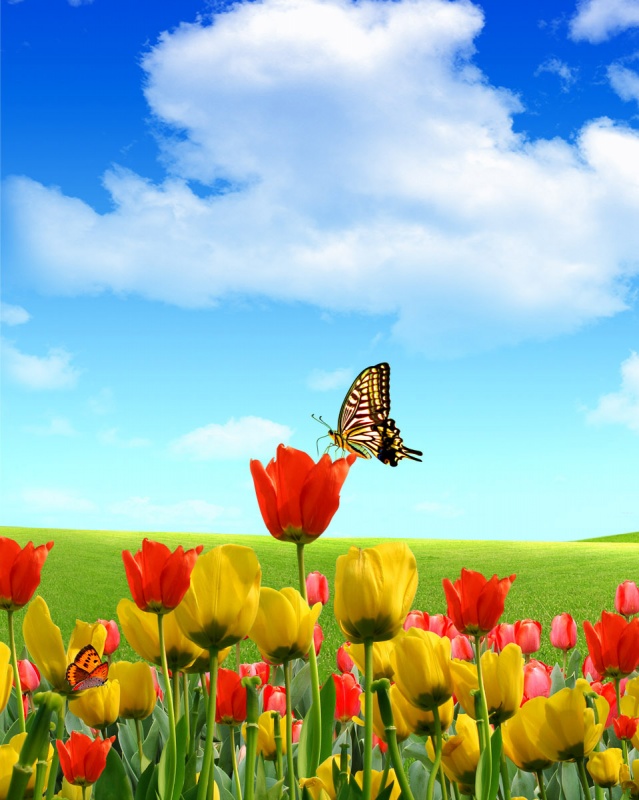 ভিডিওতে নিজের দোকানের এড হিসাবে সাবটাইটেল যুক্ত করুন ।