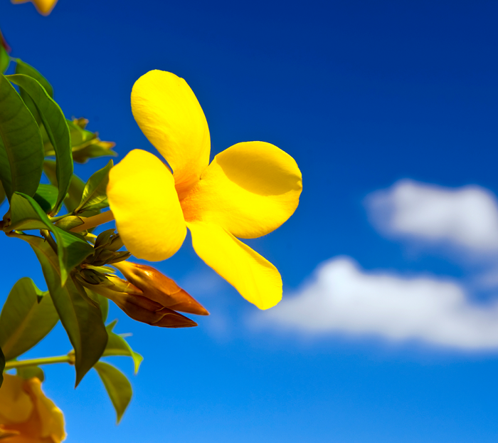 [সাহায্য] MTK চিপ সেটের এন্ড্রয়েড মোবাইলের জন্য কাষ্টোম recovery.img