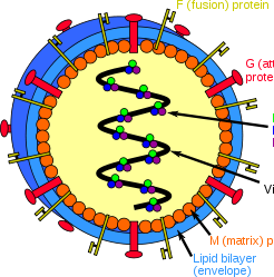 নিপাহ ভাইরাস (এনকেফালাইটিস থেকে বাচঁতে হলে জানুন)