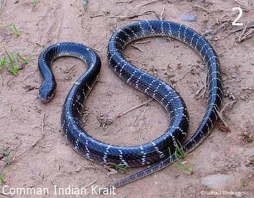 Krait-2